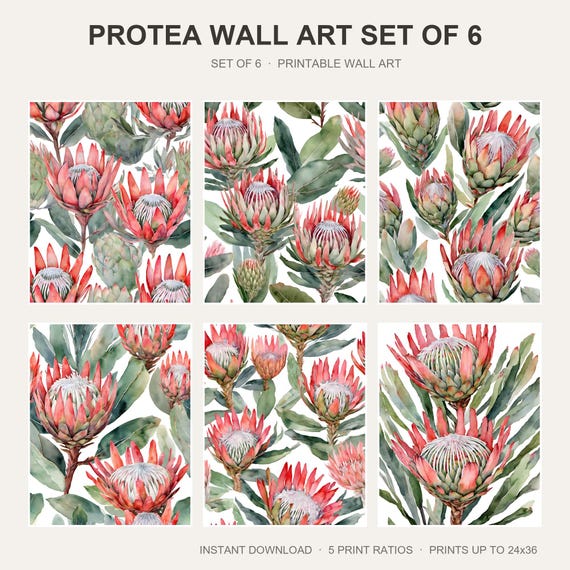 Protea Wall Art Set of 6