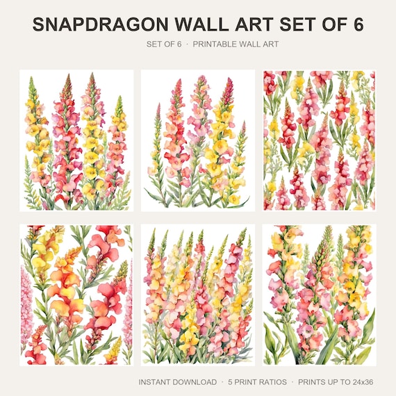 Snapdragon Wall Art Set of 6