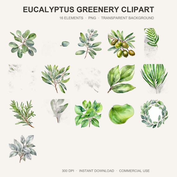 Eucalyptus Greenery Clipart