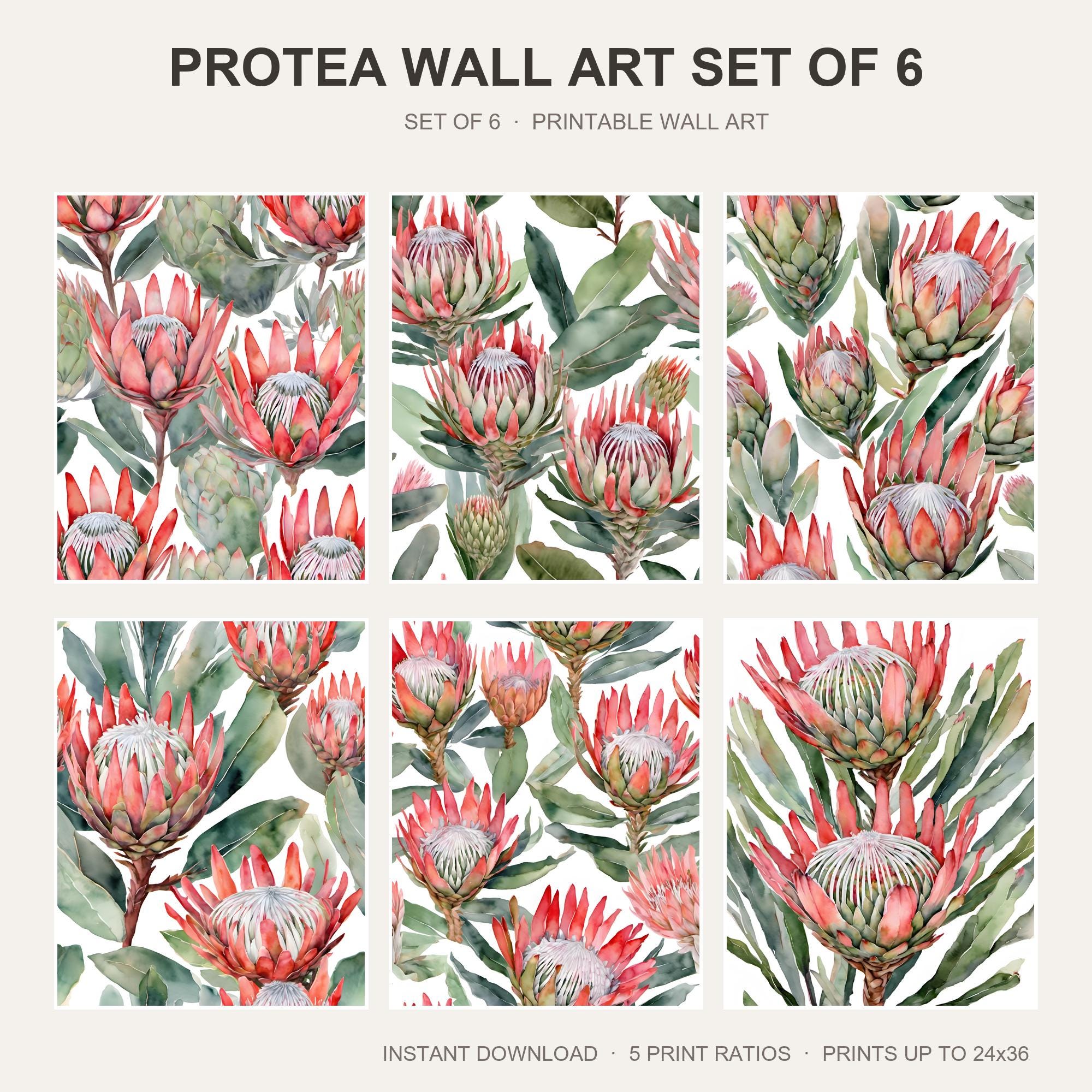 Protea Wall Art Set of 6 | King Protea Printable Wall Art | Modern Tropical Floral Prints