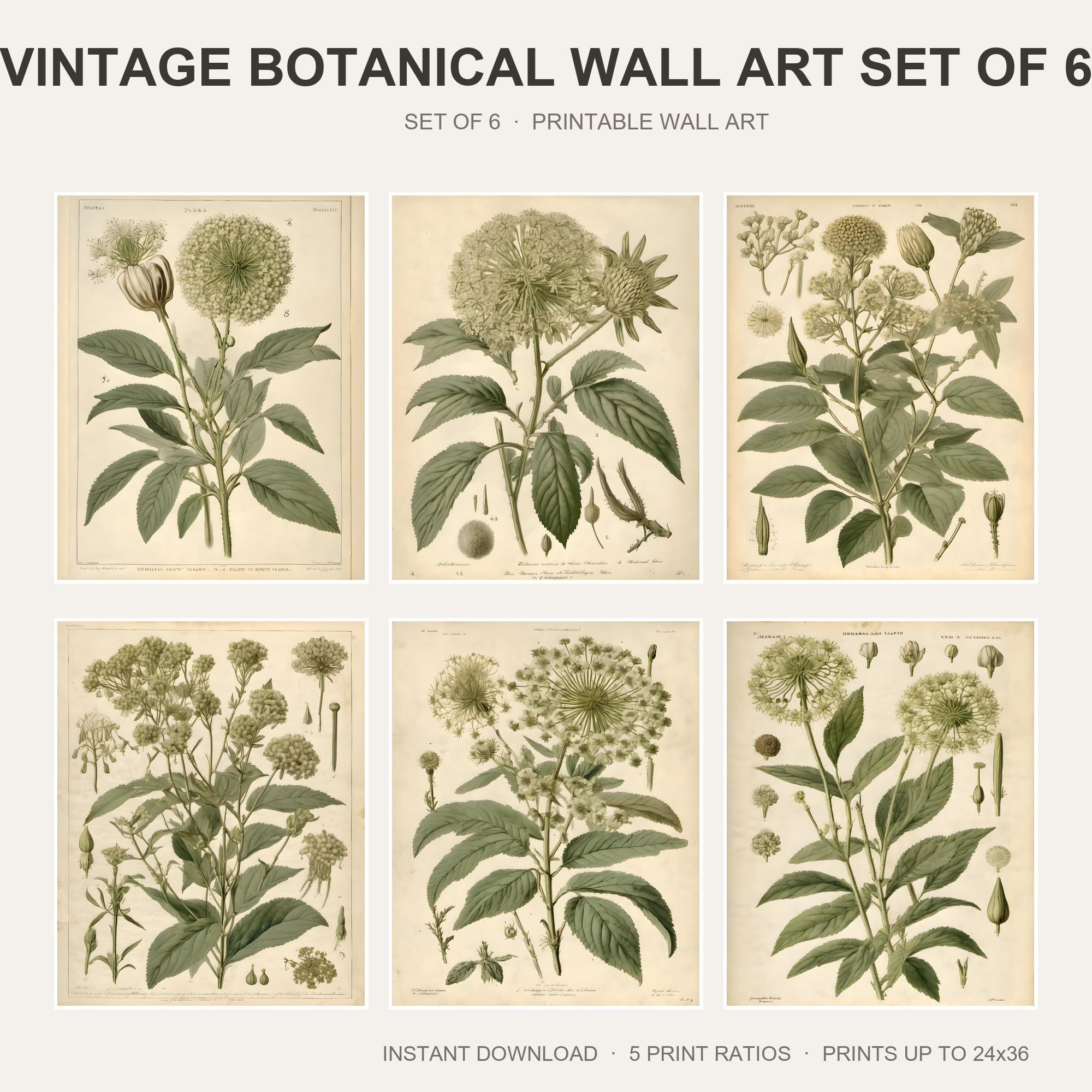 Vintage Botanical Wall Art Set of 6